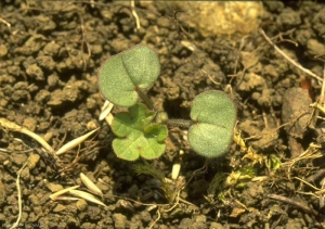 Geranium-rotundifolium6