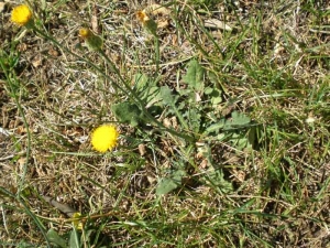 Hypochaeris-radicata5