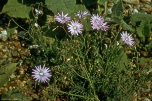 Lactuca-perennis4