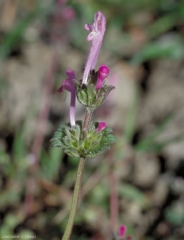 Lamium-amplexicaule2