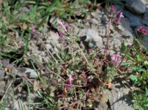 Lamium-amplexicaule3