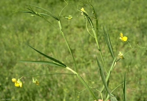 Lathyrus-annuus3