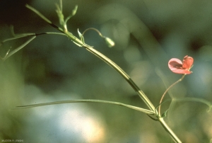 Lathyrus-cicera3