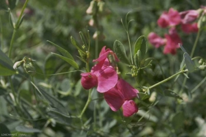 Lathyrus-tuberosus2