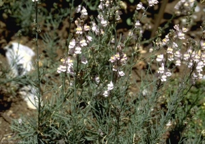 Linaria-repens5