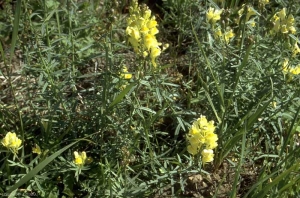 Linaria-vulgaris4