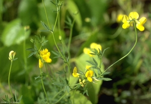 Lotus-corniculatus2