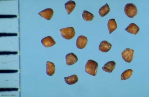 Lythrum-hyssopifolia