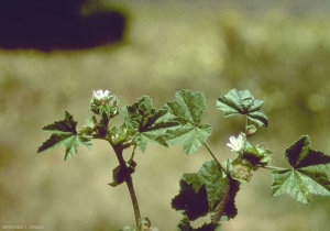 malva-parviflora2