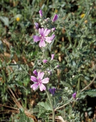 malva-sylvestris7