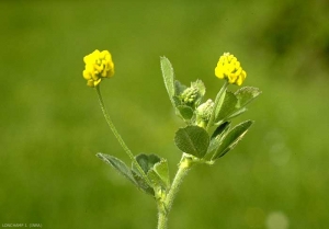 Medicago-lupulina2