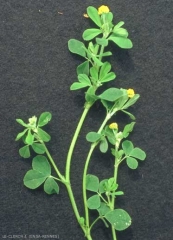 Medicago-lupulina3