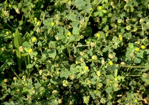 Medicago-lupulina4