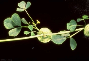 Medicago-orbicularis2