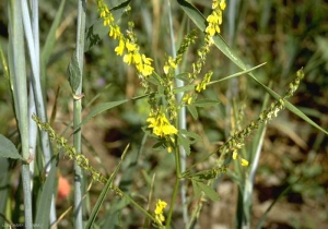 Melilotus-officinalis3