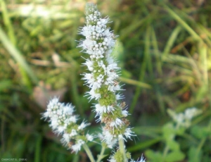 Mentha-suaveolens3