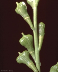Myagrum-perfoliatum2