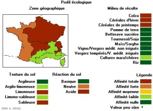 apera-spica-ventif