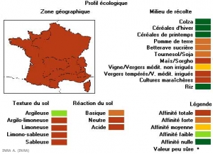 echinochloa-crus-gallif