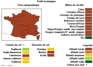 matricaria-chamomillaf