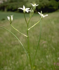 Ornithogalum-umbellatum4