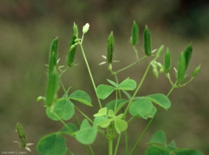 oxalis-fontana3