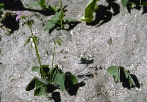 oxalis-latifolia3