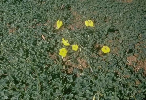 Oxalis-pes-caprae3