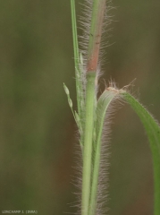 panicum-capillare5