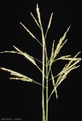 Panicum-dichotomiflorum3