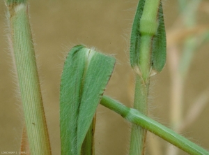 Panicum-miliaceum2