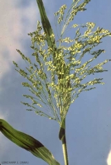 Panicum-miliaceum7