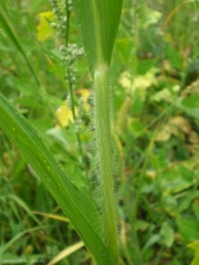 Panicum-miliaceum8