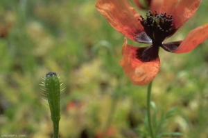 papaver-argemone2