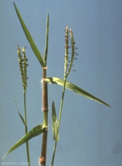 Paspalum-distichum2