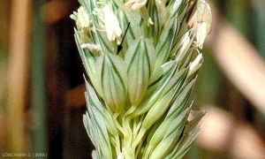 phalaris_coerulescens2