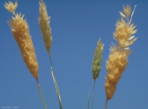 phalaris_coerulescens3