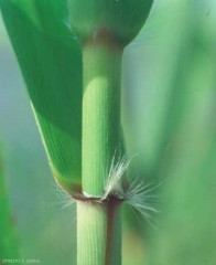 Phragmites-australis6