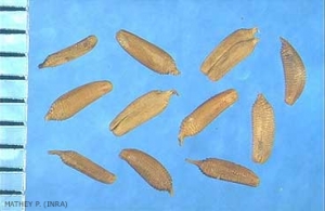 Helminthotheca-echioides