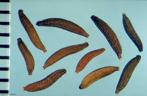 Picris-hieracioides