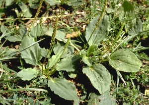 Plantago-major3