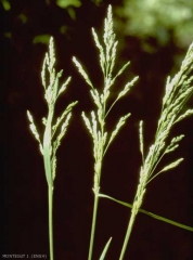 poa-trivialis2