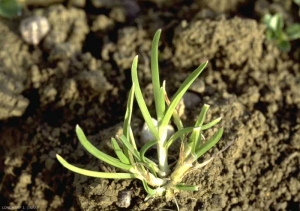 poa-trivialis3