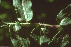 persicaria-amphibia2