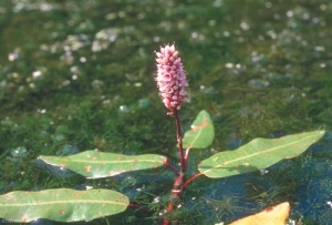persicaria-amphibia3