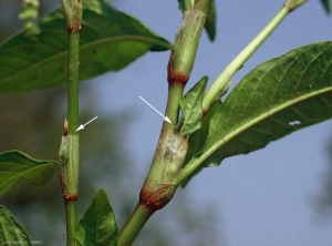 Persicaria-hydropiper2