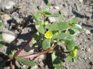 portulaca-oleracea7