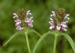 prunella-vulgaris4