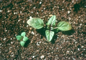 prunella-vulgaris5