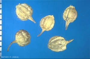 rapistrum-_rugosum